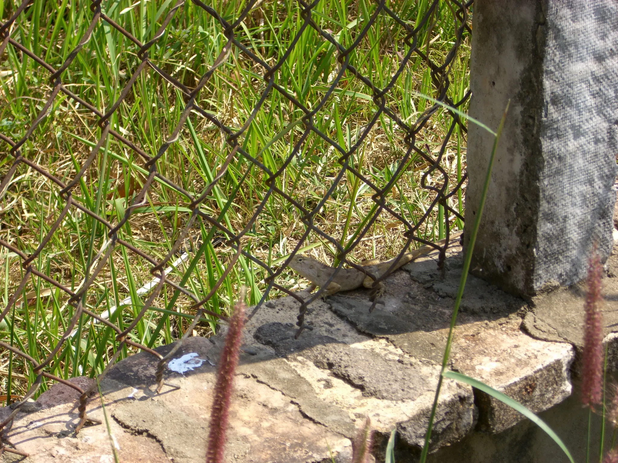 2007 Jan - Picture of a Spiny lizards - Ho Chi Minh